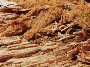 Wet and Dry Rot Treatment Wet and Dry Rot Treatment