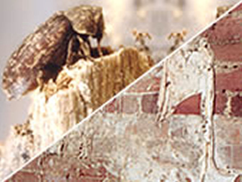 Woodworm & Fungi Treatment Woodworm & Fungi Treatment