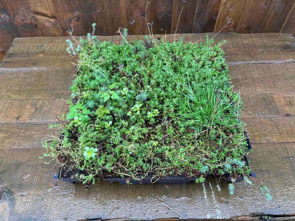 A sedum green roof tray