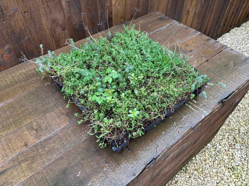 A flourishing sedum roof tray