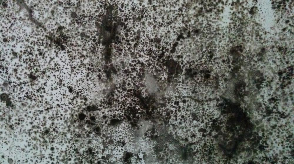 Black mould covering white wall close up