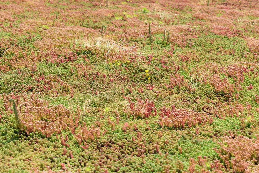 Sedum roof 