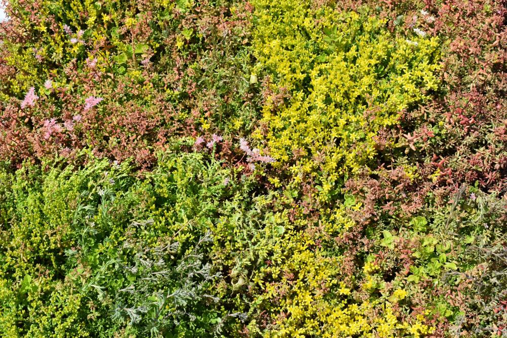 Fully-grown sedum roof