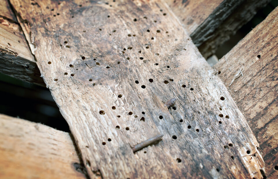 Treating Woodworm Getting Rid Of Wood Boring Insect