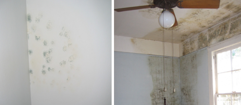 Removing Mould From Walls How To Clean Mould