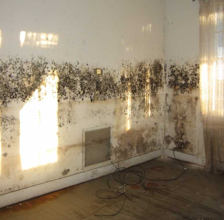 Removing Mould From Walls How To Clean Mould