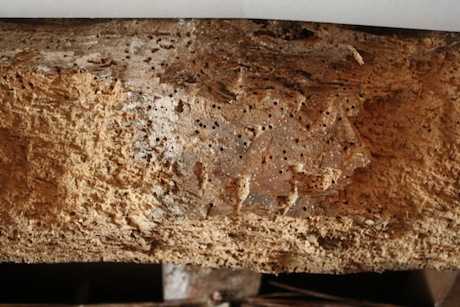 Treating Woodworm Getting Rid Of Wood Boring Insect