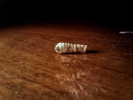 Treating Woodworm Getting Rid Of Wood Boring Insect