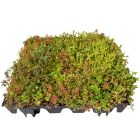 Sedum Roof Tray From permagard Sedum Roof Tray From permagard