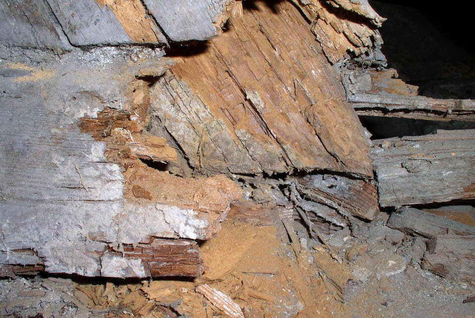 Treat Dry Rot & Wet Rot - Identification And Treatment