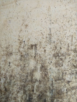 A wall affected by mould