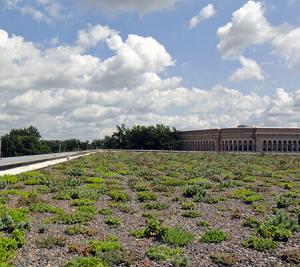 Read More About Green Roof Maintenance - A Complete Guide 