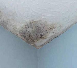 close up of black mould on wall