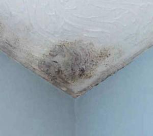 Read More About Black Mould - FAQS