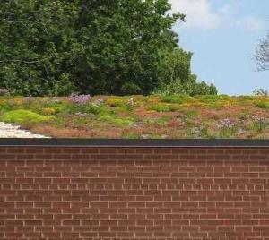 Read More About Introducing Green Roofs - Everything you need to know to get started