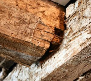 Read More About A Complete Guide to Treating Woodworm