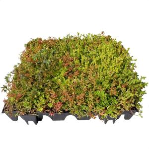 sedum tray on shed green roof