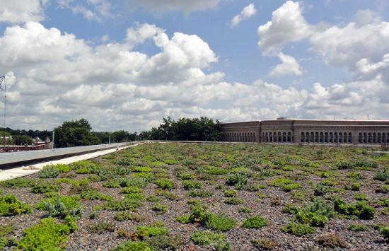 Read More About Green Roof Maintenance - A Complete Guide 