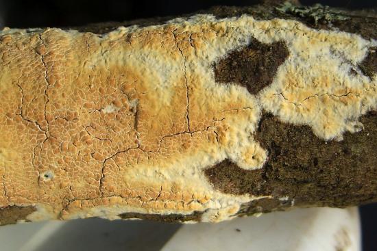 Read More About Identifying Dry and Wet Rot