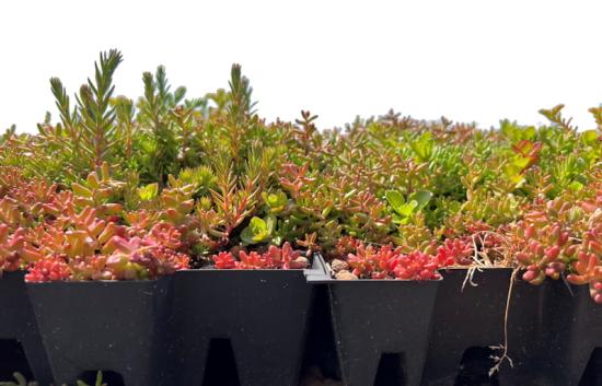 sedum tray on shed green roof