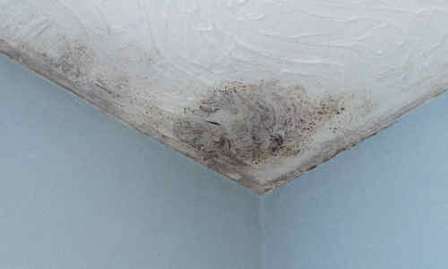 black mould from condensation on ceiling