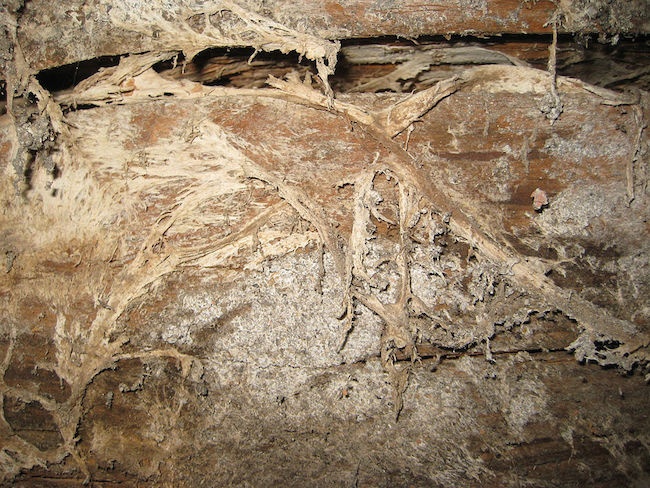 dry rot mycelium strands 