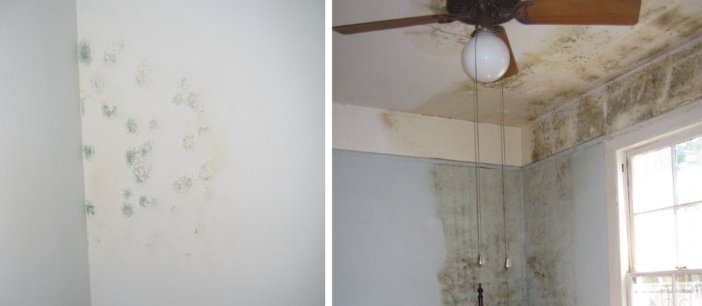 Removing Mould From Walls How To Clean - How To Remove Black Mould From Painted Wallpaper