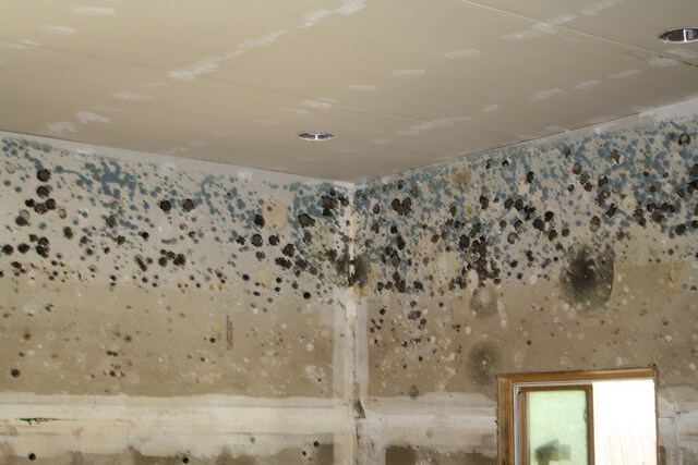 Mould on interior home walls