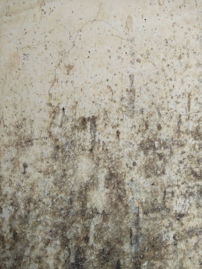 A wall affected by black mould