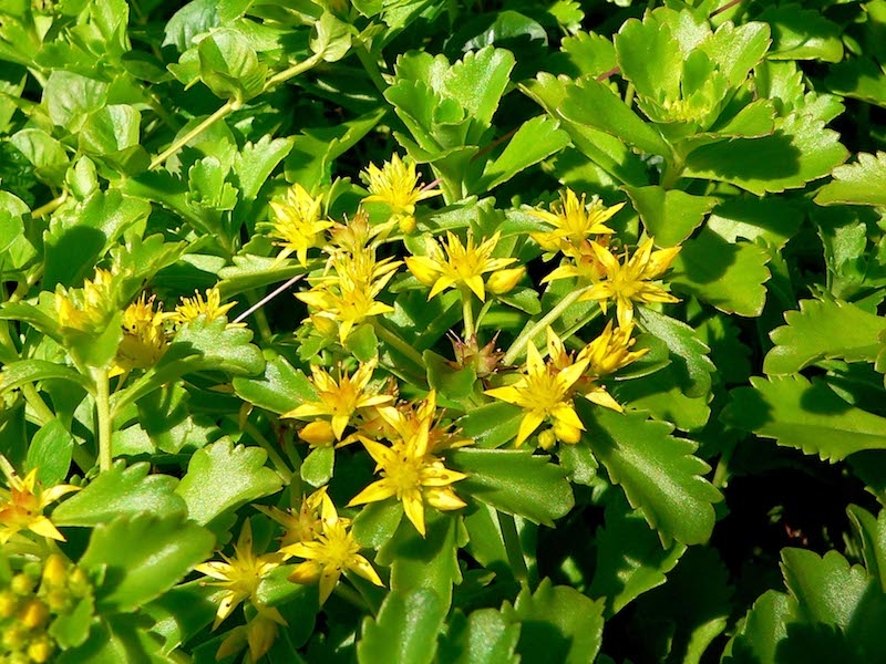 sedum mat for green roof