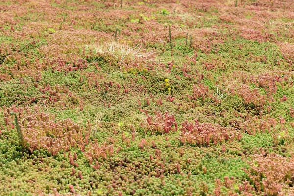 Sedum roof