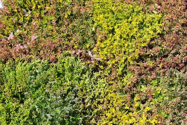 Fully-grown sedum roof