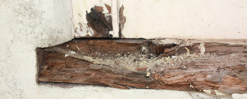 Wood Rot