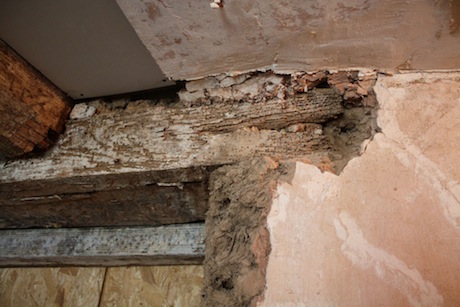 woodworm in joists