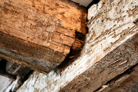 woodworm in timber structure