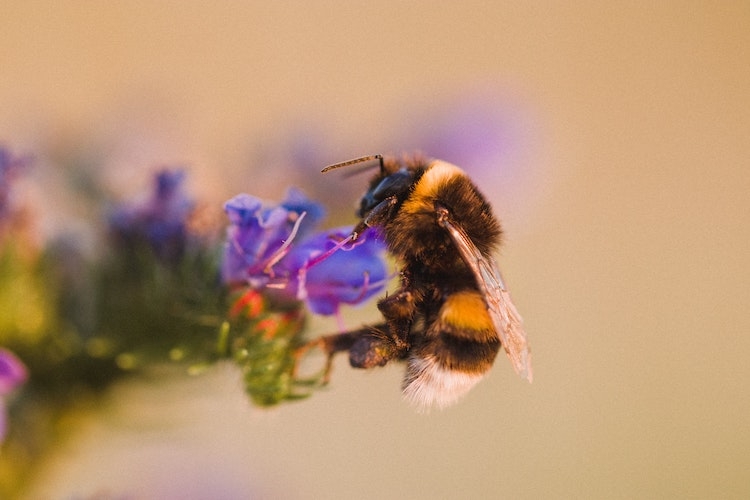 bumblebee of bio-diverse green roof