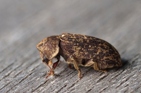 deathwatch beetle