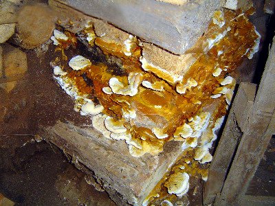 dry rot mushrooms in cellar