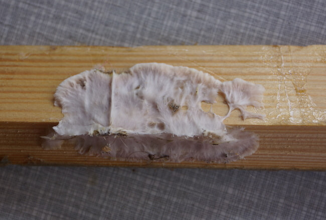 photograph of dry rot in cellar