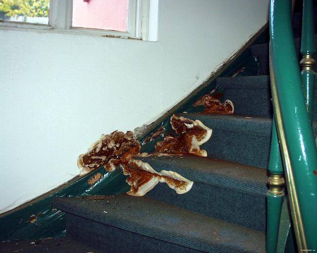 dry rot on stairs