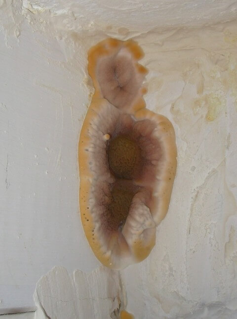 large dry rot fungus on wall of house