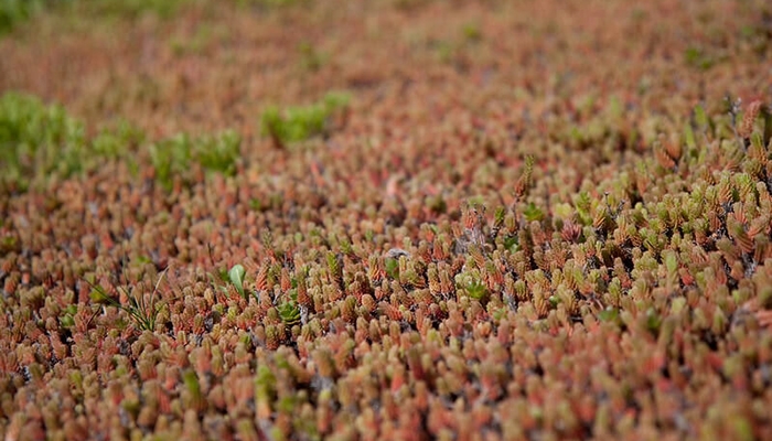 sedum roof maintenance