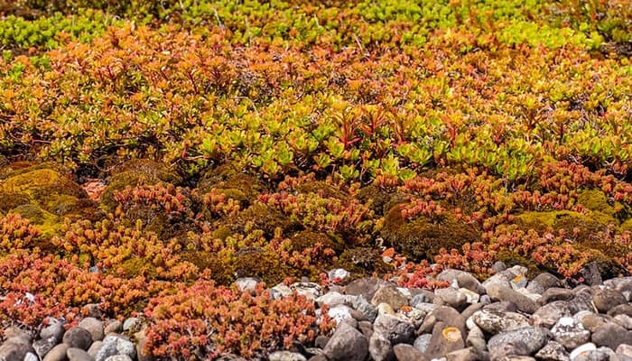 watering a sedum roof