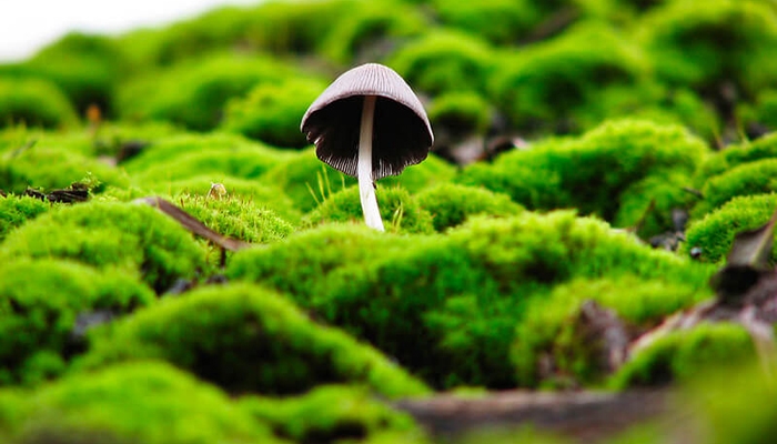 weeds on green roof 