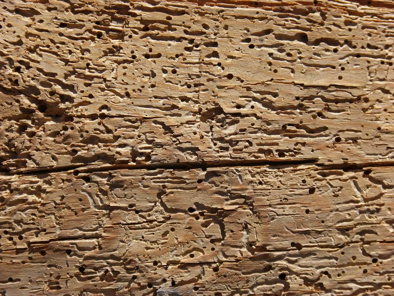 Timber affected by woodworm