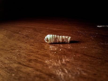 woodworm grub close up
